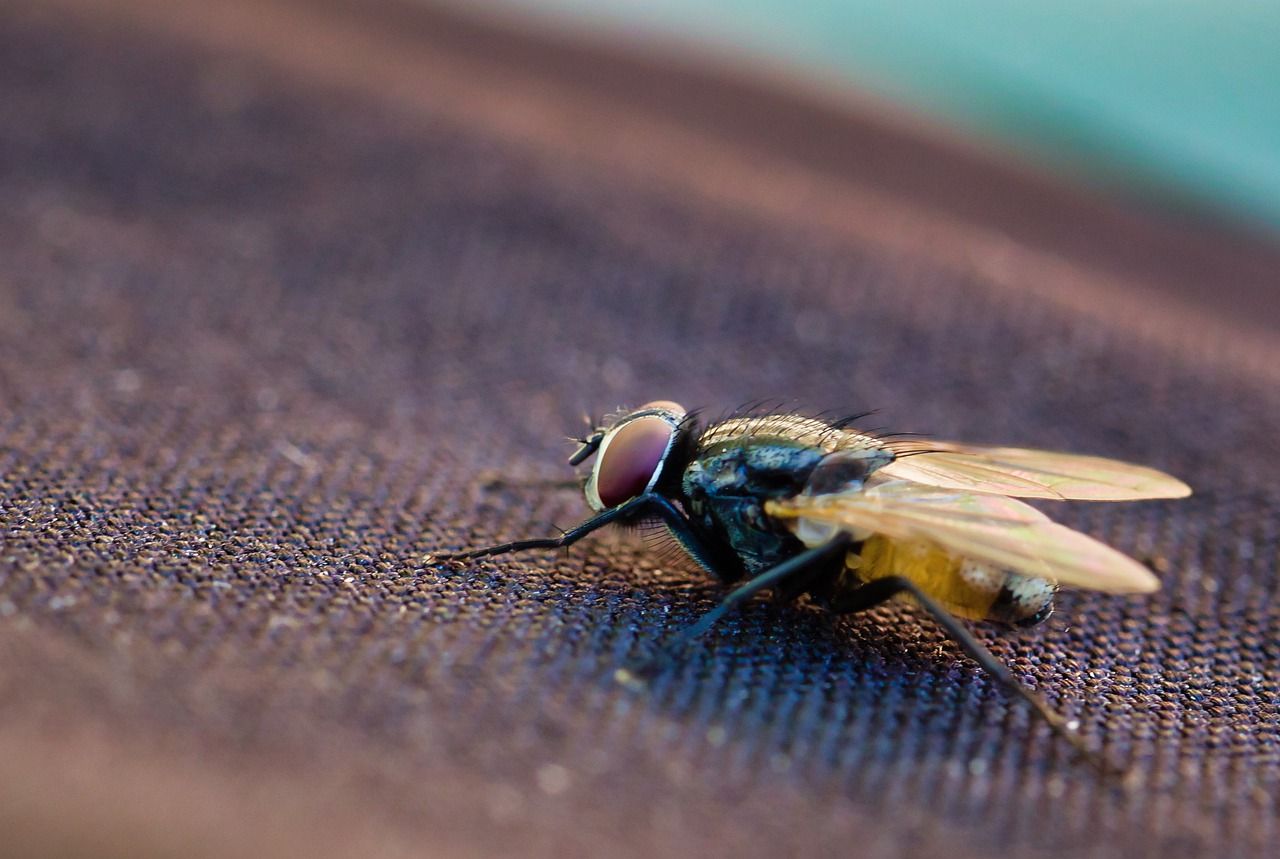 Jak pozbyć się plagi owadów w zakładzie pracy?