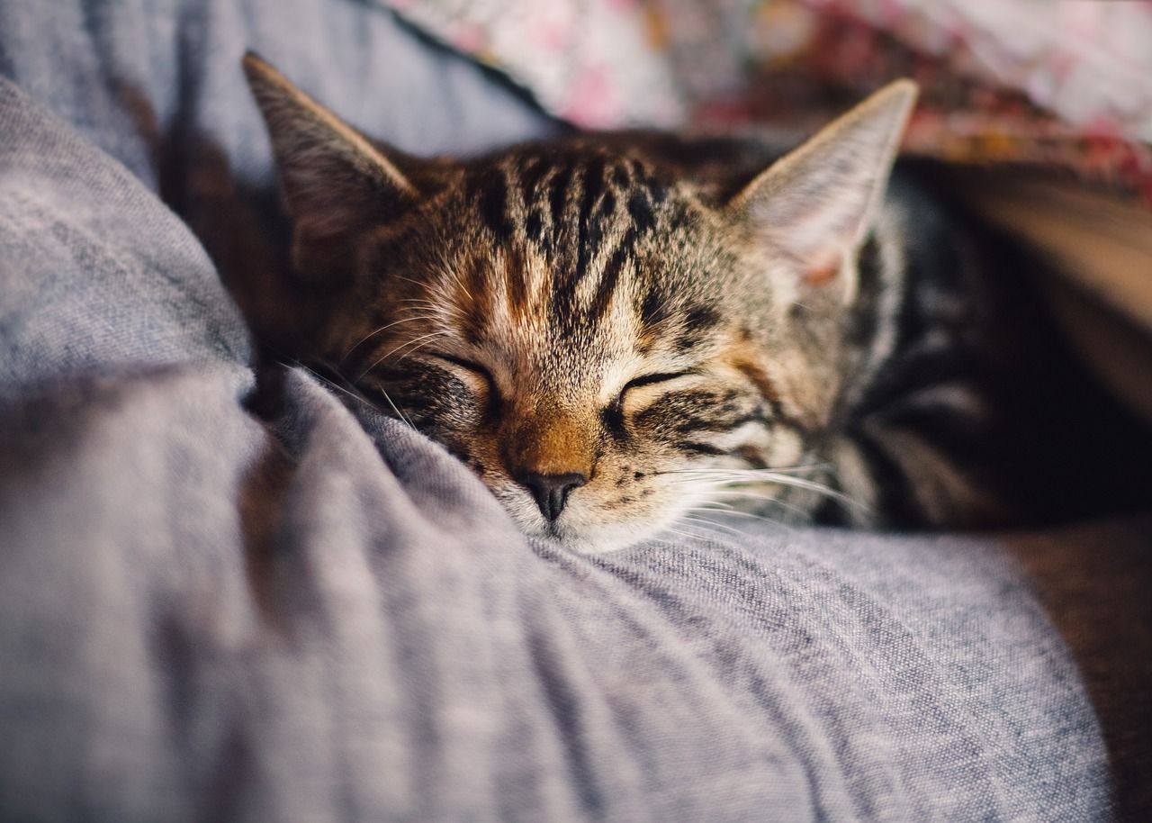 Dlaczego warto zdecydować się na adopcję kotków ze schroniska?